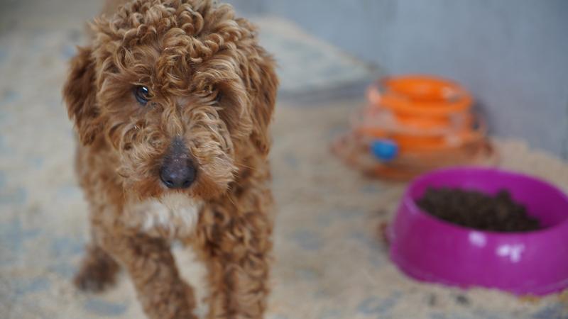 Edirne’de kaçak köpek çiftliğine dev ceza yağdı